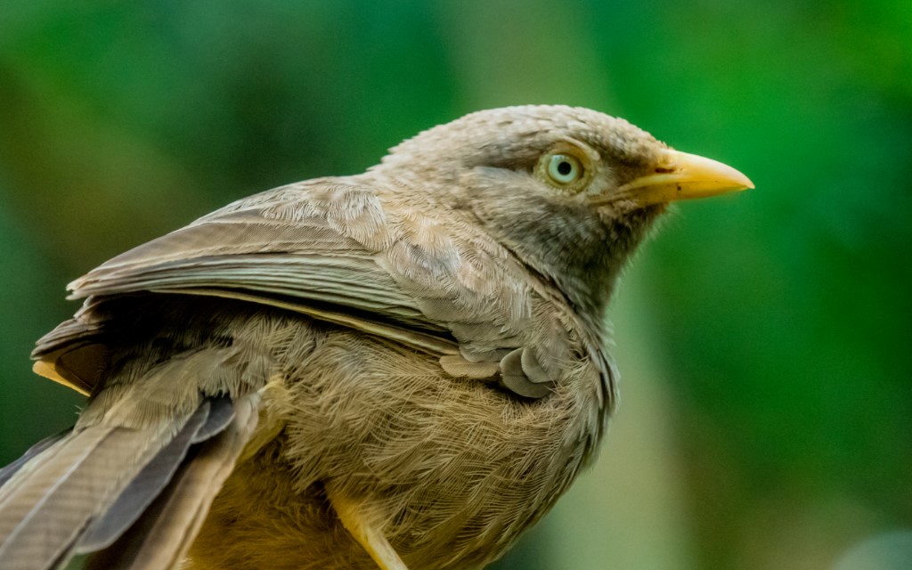 Perching Birds